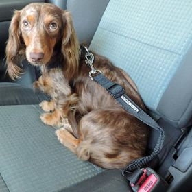 Dog Seat Belt Leash Strap (size: One Size)